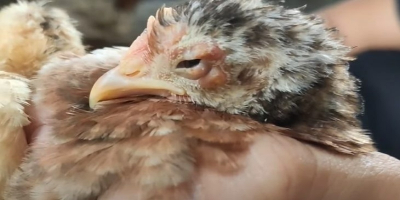 benh dau ga cac trieu chung