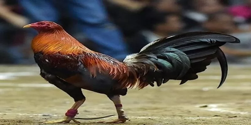 danh gia kha nang thi dau cua ga choi peru jpg