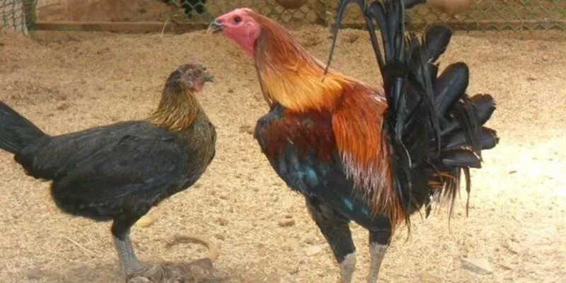 top 4 giong ga chuan peru duoc ua chuong jpg